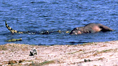 crocodiles investigating dead hippo juvenile