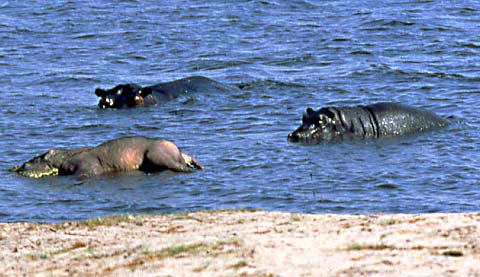 hippos approaching