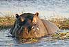 Hippo in shallows of Chobe River, Botswana