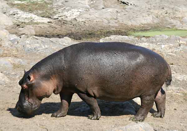 Hippo walking across rocky terrain