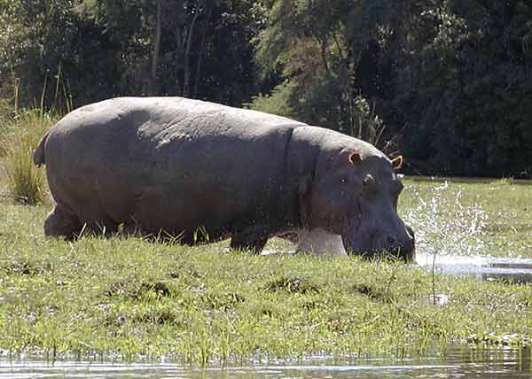 Hippo entering river