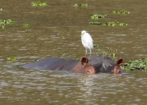 Hippo with egret on head