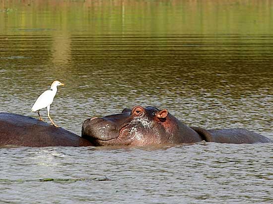Hippo and egret