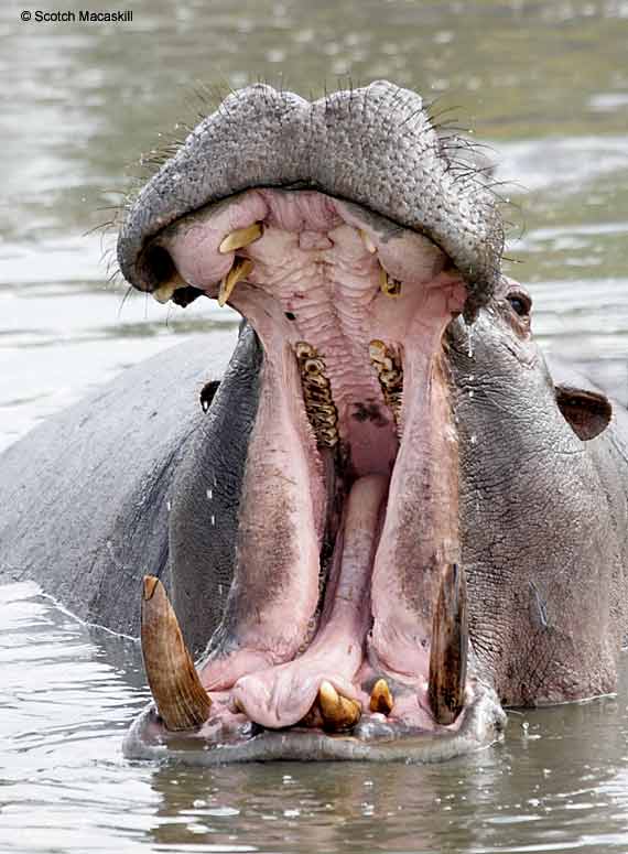 Hippo in Yawning Display