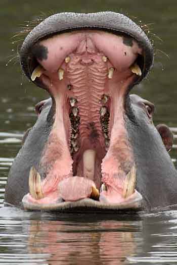 Hippo in yawning display, Tala Private Reserve, South Africa