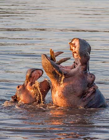Hippos sparring playfully, Kruger National Park