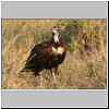 hooded-vulture