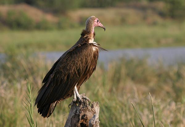 Hooded Vulture perched on tree stump