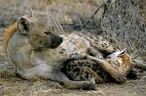 Spotted hyena mother suckling her pup