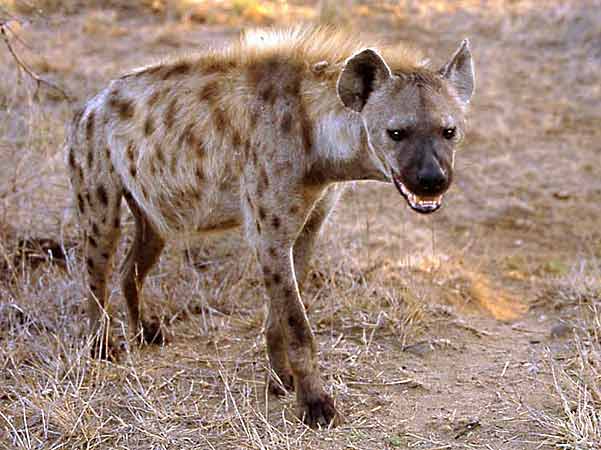 Hyena on morning patrol, Kruger National Park