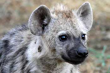 Hyena pup portrait, Tuli Block, Botswsana