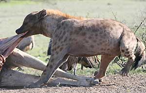 Hyena scavenging on carcass of eland antelope