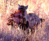 hyena runs off with piece of impala