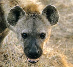 Spotted hyena close-up of head