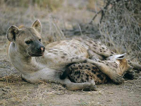 Hyena suckling her young