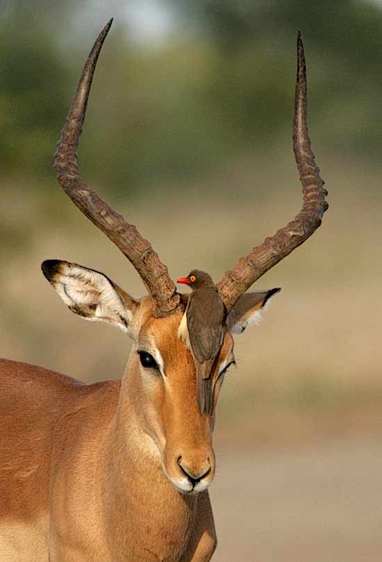 Impala Ram with Redbilled Oxpecker