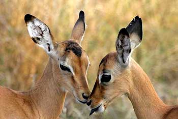 Baby impala antelope, Kruger Park, South Africa