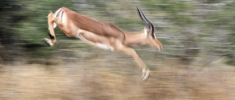 Impala ram leaps high in air, Kruger National Park