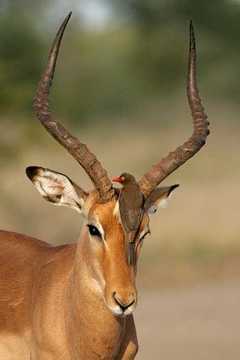 Impala ram with oxpecker perched on its head