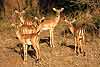Impala antelope group