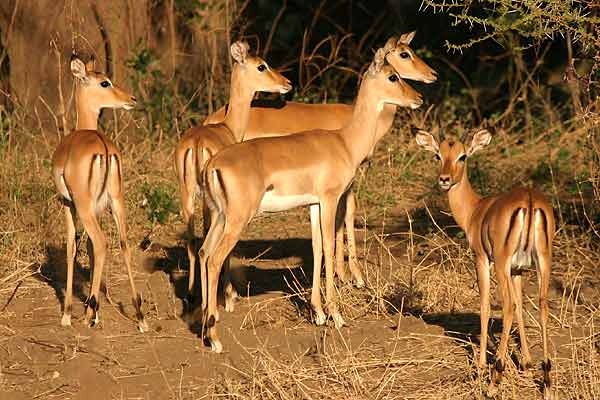 Impala group