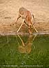 impala at waterhole