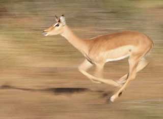 Impala sprinting, motion blur