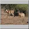 Impala antelope rams, Mashatu Game Reserve, Botswana