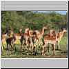 Impala herd, Tuli Block, Botswana