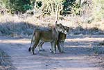 Picture of lions