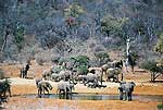Picture of Elephants
