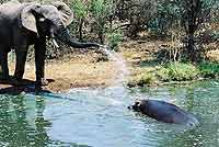 Pic of elephant with hippo
