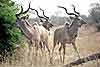 Trio of kudu bulls, Kruger National Park