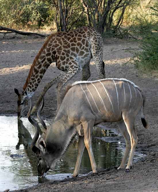 Kudu and Giraffe drinking together
