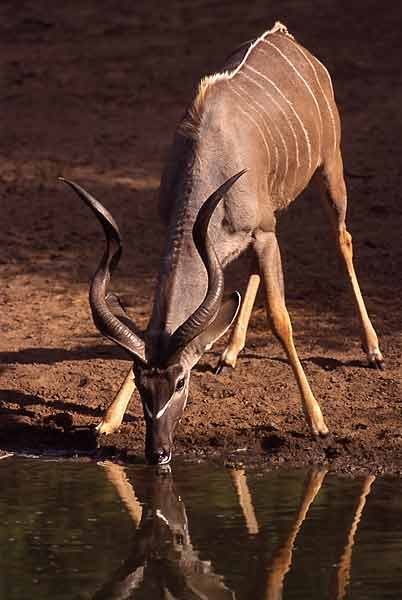 Kudu Bull Drinking from waterhole