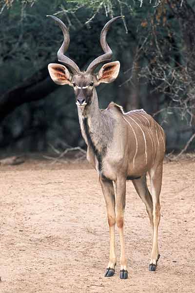 Young kudu bull standing near waterhole