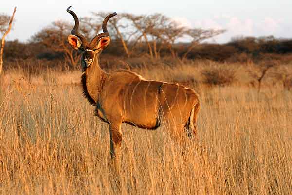 Kudu Bull in warm light