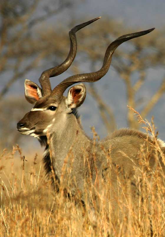 Kudu Bull showing spiral horns