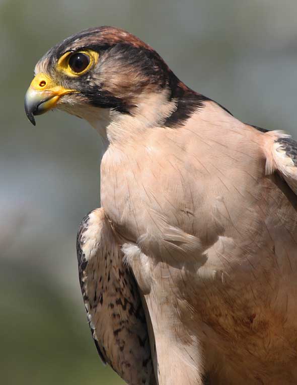 Lanner falcon, close-up
