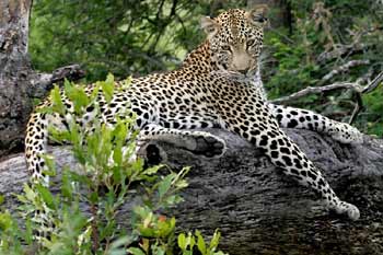 Leopard lounging on tree stump