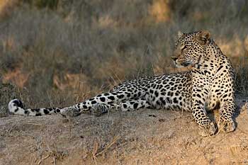 Leopard lying on small hillock
