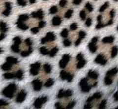 Leopard spots and rosettes