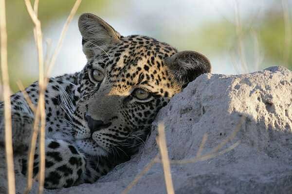 Young leopard resting on termite mound