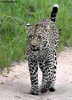 Leopard Walking, Front-on View