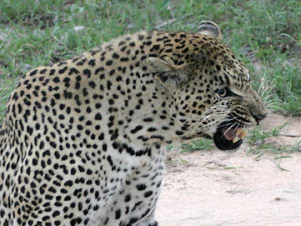 Leopard snarling, close-up