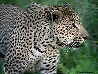 Big Male Leopard, Close-Up