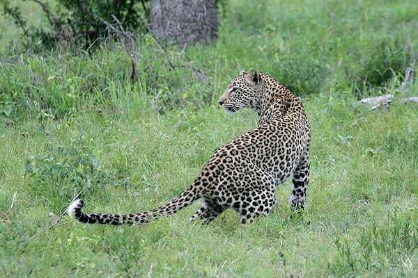 Leopard looking alert