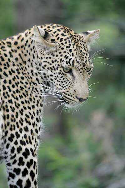 Leopard looking down