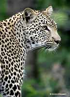 Leopard Close-Up, Side View