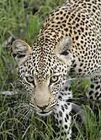 Leopard Making Eye Contact